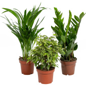 Набор растений Замиокулькас Фикус Кинки Хризалидокарпус (3 штуки в  упаковке)