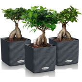 Набор растений Бонсай 30 см в кашпо серого цвета D14 см