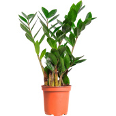 Растение Замиокулькас 45 см в технологическом горшке D12 см