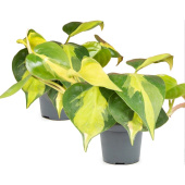 Набор растений Филодендрон Бразилия (2 штуки в упаковке)