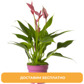 Растение Антуриум Лили 25 см в технологическом горшке D9 см (РС131м)