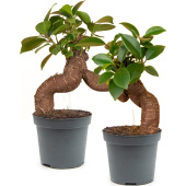 Набор растений Фикус Гинсенг Ретуза (2 штуки в упаковке)