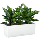 Набор растений Аглаонема Мария (3 штуки в упаковке)