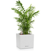 Растение Хамедорея 45 см в кашпо песочно-белого цвета D14 см