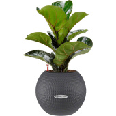 Растение Фикус Лирата Бамбино в круглом кашпо серого цвета (20 см)