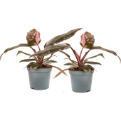 Набор растений Филодендрон Пинк Принцесс Марбл (2 штуки в упаковке)