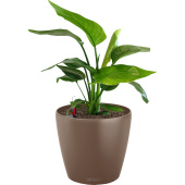 Растение Стрелиция Николай 60 см в мускатном кашпо D21 см