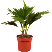 Растение Ливистона Ротундифолия 35 см в технологическом горшке D14 см