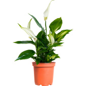 Растение Спатифиллум 35 см в технологическом горшке D12 см