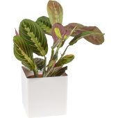 Растение Маранта Триколор 25 см в кашпо