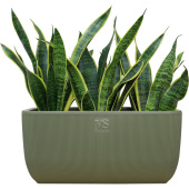 Растение Сансевиерия Футура Суперба 30 см в кашпо