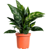 Растение Аглаонема Мария 30 см в технологическом горшке D12 см купить в интернет-магазине товаров для офиса и дома ТопГрад с доставкой