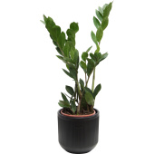 Растение Замиокулькас 40 см в кашпо 1.9 л (РЗ-001.06)