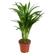 Растение Хризалидокарпус пальма 40 см в технологическом горшке D12 см ( РС127)