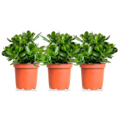 Набор растений Крассула Овата для дома (3 растения)