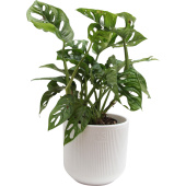 Растение Монстера Обликва Манки Маск 30 см в кашпо D14.5 см (РС113.09)