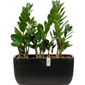 Растение Замиокулькас 40 см в кашпо (3 штуки, Smarts-21)