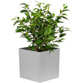 Растение Фикус Бенджамина Наташа 30 см в кашпо