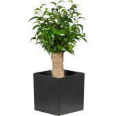 Растение Фикус Бенджамина Наташа джут 30 см в кашпо