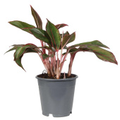 Растение Аглаонема Крит в технологическом горшке (30-35 см)