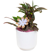 Композиция Grinoteka в кашпо (Smarts-15)