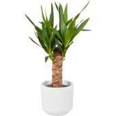 Растение Юкка 35 см в кашпо D14.5 см (РС00044.09)