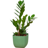 Растение Замиокулькас 40 см в кашпо 1.95 л (РЗ-01.03)