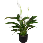 Растение Спатифиллум Бенито 40 см в кашпо D14.5 см (РС00024.06)