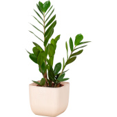 Растение Замиокулькас 40 см в кашпо 1.95 л (РЗ-01.04)