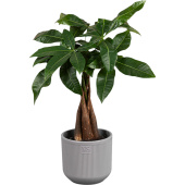 Растение Пахира Акватика Дерево Счастья 40 см в кашпо D14.5 см (РС59.03)