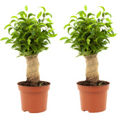 Набор растений Фикус Бенджамина Наташа джут (2 штуки в упаковке)