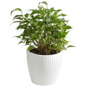 Растение Фикус бенджамина Наташа в круглом кашпо белого цвета (25-35 см, РС120.8)