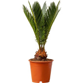 Растение Цикас революта 35 см в технологическом горшке D12 см