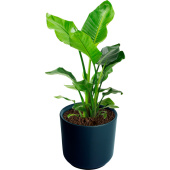 Растение Стрелиция Николай 60 см в антацитовом кашпо D19 см