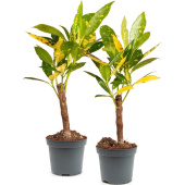 Набор растений Кодиеум Аукубафолия (2 штуки в упаковке)