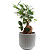 Растение Фикус Микрокарпа 30 см в кашпо D14.5 см (РС00056.03)