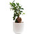 Растение Фикус Микрокарпа 30 см в кашпо D14.5 см (РС00056.09)