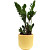 Растение Замиокулькас 40 см в кашпо 1.9 л (РЗ-001.02)