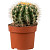 Растение Эхинокактус грузона 12 см в технологическом горшке D12 см