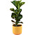 Растение Фикус Лирата Бамбино 40 см в кашпо D14.5 см (РС122.04)