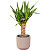 Растение Юкка 35 см в кашпо D14.5 см (РС00044.03)