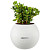 Растение Крассула Сансет в круглом кашпо белого цвета (15 см)