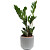 Растение Замиокулькас 40 см в кашпо 1.9 л (РЗ-001.03)