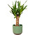 Растение Юкка 35 см в кашпо D14.5 см (РС00044.01)