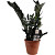 Растение Замиокулькас черный Равен 50 см в технологическом горшке D14 см (РЗ-003.14)