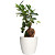 Растение Фикус Микрокарпа в круглом кашпо белого цвета (35 см)