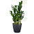 Растение Замиокулькас с круглым горшком серого цвета (60 см)