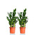 Набор растений Замиокулькас для дома (2 растения)