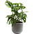 Растение Монстера Обликва Манки Маск 30 см в кашпо D14.5 см (РС113.03)