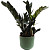 Растение Замиокулькас черный Равен 50 см в кашпо 1.9 л (РЗ-003.14.01)